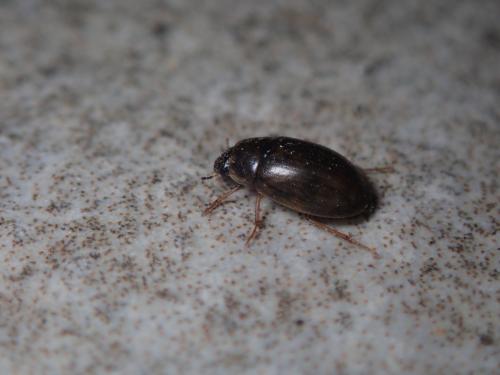 Helochares lividus
